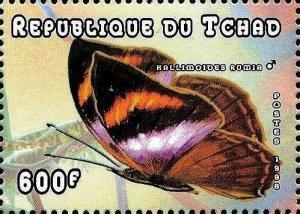 Colnect-3489-958-African-Leaf-Butterfly-Kallima-rumia---Bottom-Side.jpg