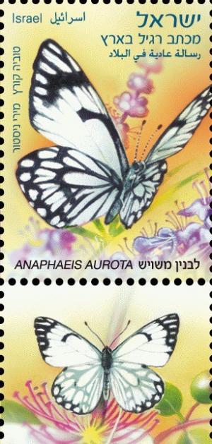 Colnect-774-462-African-Caper-White-Anaphaeis-aurota.jpg