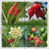 Colnect-2979-579-Varieties-of-Brazilian-Peppers.jpg