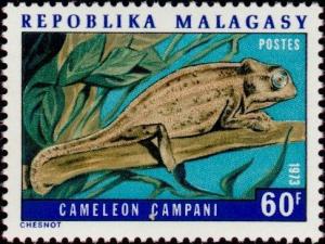 Colnect-1203-459-Madagascar-Forest-Chameleon-Cameleo-campani.jpg