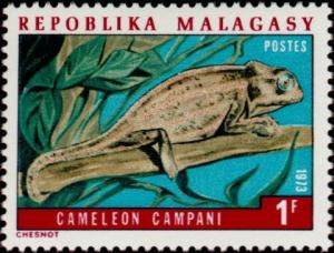 Colnect-2087-541-Madagascar-Forest-Chameleon-Cameleo-campani.jpg