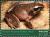 Colnect-4992-716-Rough-backed-Forest-Frog-Platymantis-corrugatus.jpg
