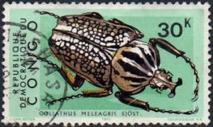 Colnect-1016-761-Goliath-Beetle-Goliathus-orientalis.jpg