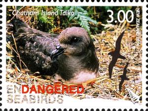 Colnect-2618-767-Magenta-Petrel-Pterodroma-magentae.jpg