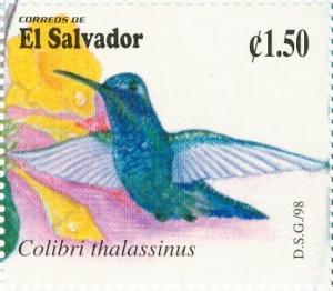 Colnect-2950-168-Green-Violetear-Colibri-thalassinus.jpg