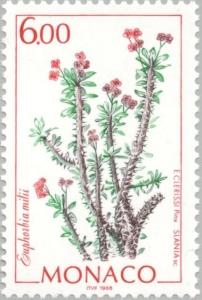 Colnect-149-974-Euphorbia-milii.jpg