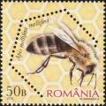 Colnect-6111-816-Dark-European-Honey-Bee-Apis-mellifera-mellifera-.jpg