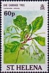 Colnect-4057-821-She-cabbage-tree-Lachanodes-arborea.jpg