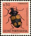 Colnect-4421-146-Carabid-Beetle-Craspedophorus-brevicollis.jpg