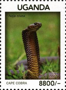 Colnect-3053-188-Cape-Cobra-Naja-nivea.jpg