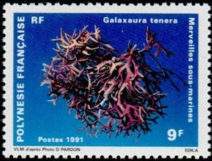 Colnect-1162-863-Algae--Galaxaura-tenera.jpg