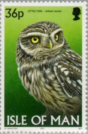 Colnect-125-114-Little-Owl-Athene-noctua.jpg