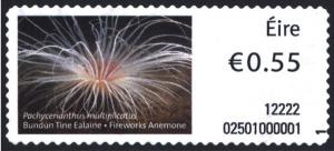 Colnect-1326-857-Fireworks-Anemone-Pachycerianthus-multiplicatus-.jpg