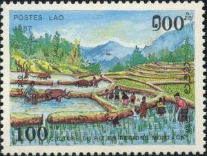 Colnect-2656-373-Rice-field-and-farmers.jpg