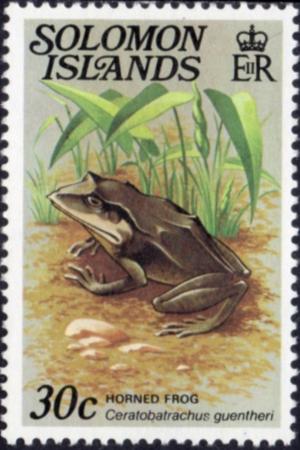 Colnect-3963-232-Gunther-s-Triangle-Frog-Ceratobatrachus-guentheri.jpg