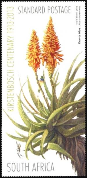 Kantz-Aloe-Aloe-arborescens.jpg