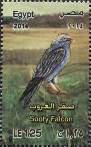 Colnect-3343-860-Sooty-Falcon-Falco-concolor.jpg