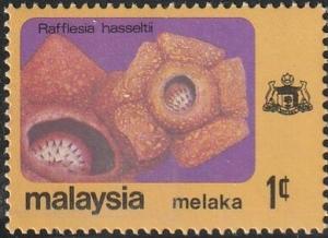 Colnect-5902-869-Rafflesia-hasseltii.jpg