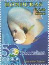 Colnect-3171-345-Gray-Angelfish-Pomacanthus-arcuatus.jpg