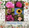 Colnect-6319-976-Flowering-plants.jpg