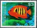 Colnect-5580-216-Flame-angelfish.jpg