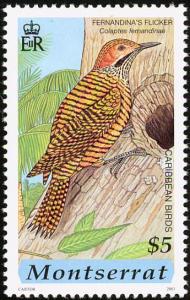 Colnect-1785-057-Fernandina-s-Flicker-Colaptes-fernandinae.jpg