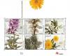 Colnect-1364-988-Plants-from-Laurissilva-Forest.jpg