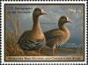 Colnect-4343-471-Greater-white-fronted-goose-Anser-albifrons.jpg