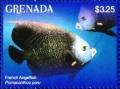 Colnect-6029-695-French-angelfish.jpg