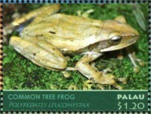 Colnect-4992-718-Common-Tree-Frog-Polypedates-leucomystax.jpg