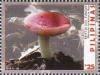 Colnect-6240-594-Brittle-Gill-Fungi-Russula-luteotacta-rea.jpg