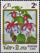 Colnect-4031-656-Fuchsia-globosa.jpg