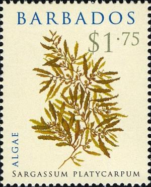 Colnect-5132-267-Sargassum-platycarpum.jpg