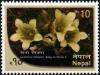 Colnect-3209-170-Gentiana-robusta.jpg