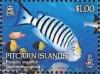Colnect-4802-729-Pitcairn-angelfish-Genicanthus-spinus.jpg