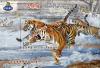 Colnect-5840-444-Siberian-Tiger-Panthera-tigris-altaica.jpg