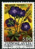 Colnect-1367-439-Geranium-phaeum.jpg