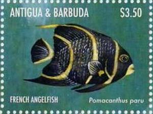 Colnect-5219-330-French-Angelfish-Pomocanthus-paru.jpg