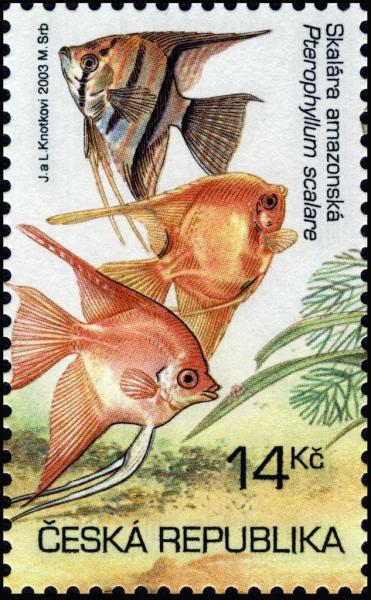 Colnect-3737-193-Freshwater-Angelfish-Pterophyllum-scalare.jpg