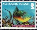 Colnect-3438-374-Queen-Triggerfish-Balistes-vetula.jpg