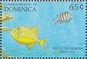 Colnect-2298-745-Queen-Triggerfish-Balistes-vetula.jpg