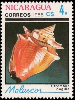 Colnect-2757-541-West-Indian-Fighting-Conch-Strombus-pugilis.jpg