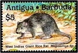 Colnect-2907-441-West-Indies-Giant-Rice-Rat-Megalomys-sp.jpg