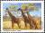 Colnect-468-606-Giraffe-Giraffa-camelopardalis.jpg