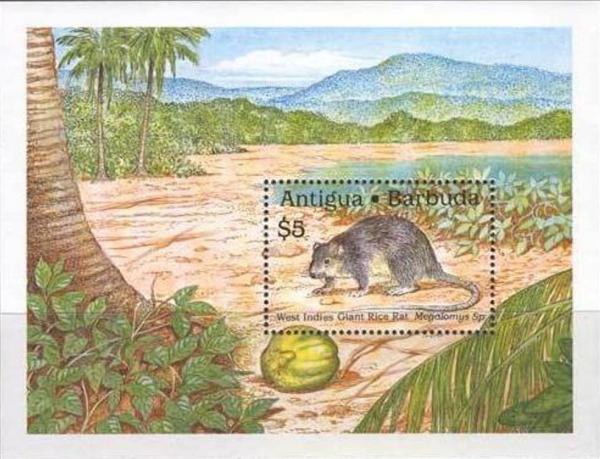 Colnect-1953-869-West-Indies-Giant-Rice-Rat-Megalomys-sp.jpg