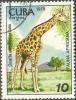 Colnect-691-502-Giraffe-Giraffa-camelopardalis.jpg