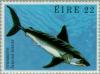 Colnect-128-672-Porbeagle-Shark-Lamna-nasus.jpg