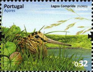 Colnect-4430-922-Snipe-Gallinago-sp-Comprida-Lagoon-Flores.jpg