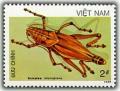 Colnect-1631-629-Eastern-Lubber-Grasshopper-Romalea-microptera.jpg