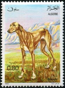 Colnect-2074-232-Sloughi-Arabian-Greyhound-Canis-lupus-familiaris.jpg
